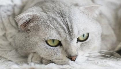 九游娱乐(jiuyou)官网-羽毛球世青赛中国队力保团体冠军，羽毛球世青赛冠军名单