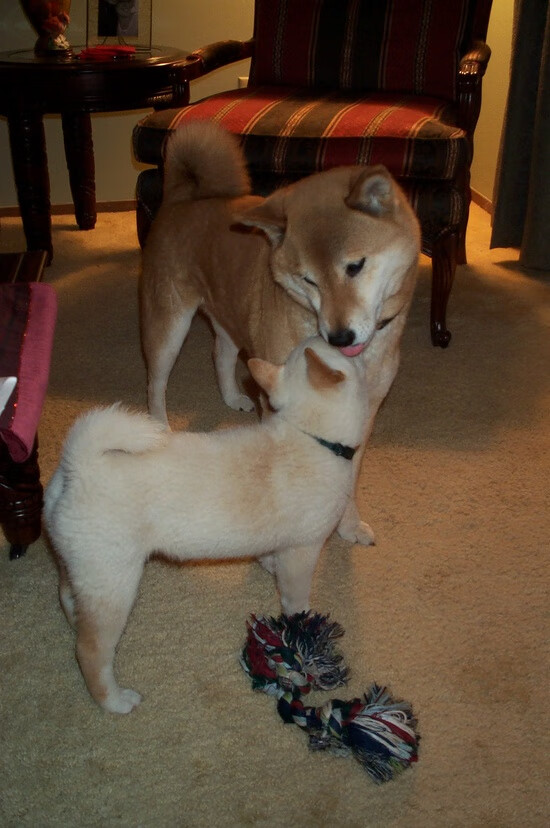 _国际足协赞助，推动青少年网球普及_，ctj青少年网球