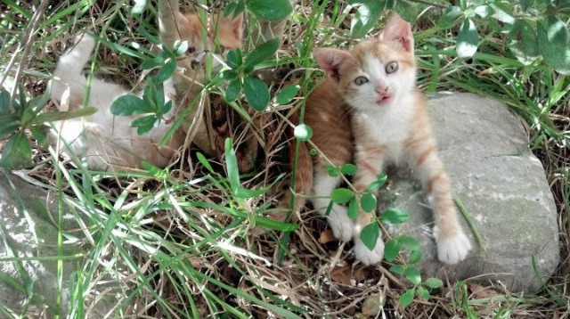 九游app下载中心-《战术深度：高手解析比赛中关键的操作细节》，比赛战术名词解释