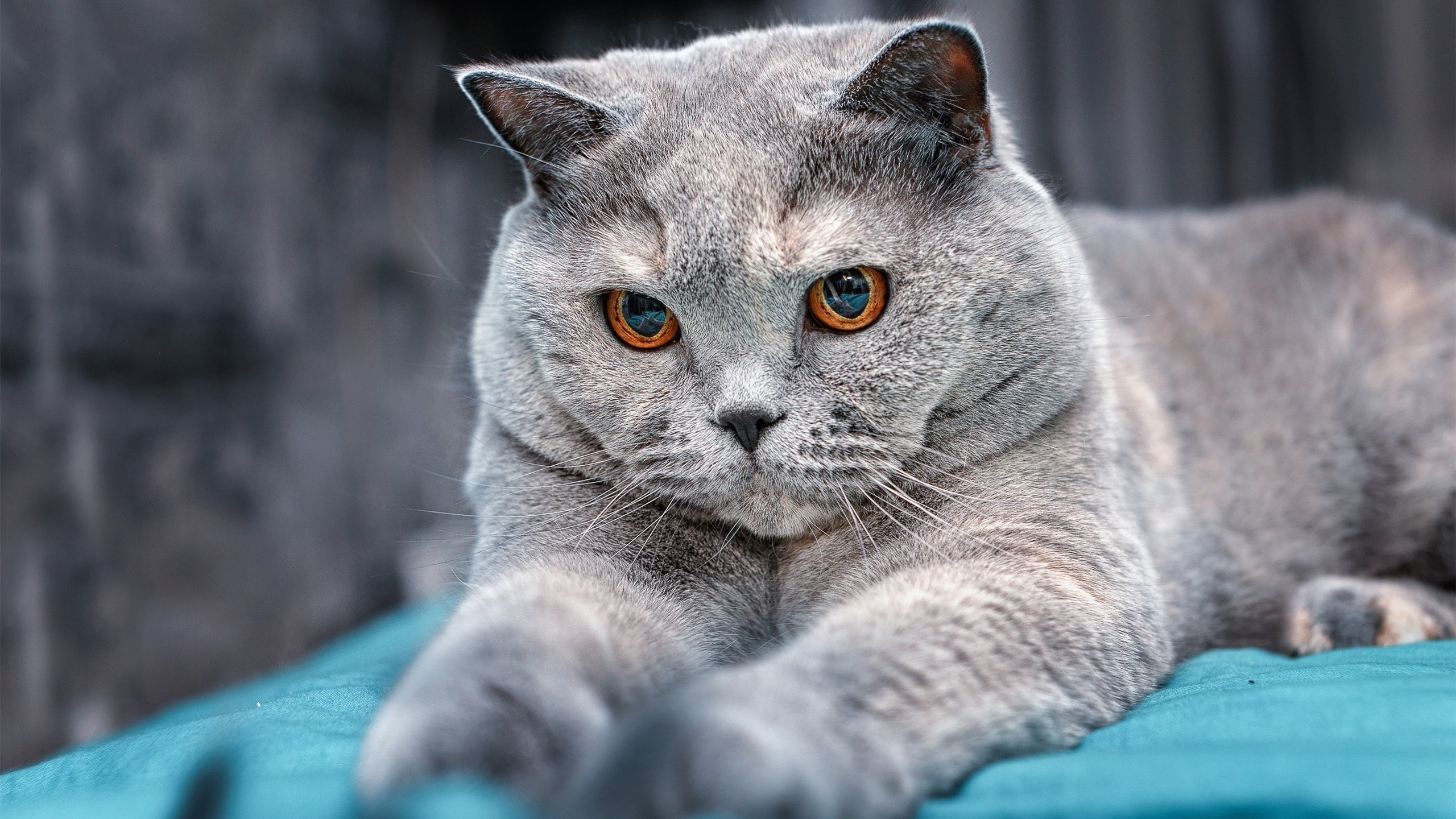 【战术揭秘】奥沙利文:如何利用变招迷惑对手?,奥沙利文厉害