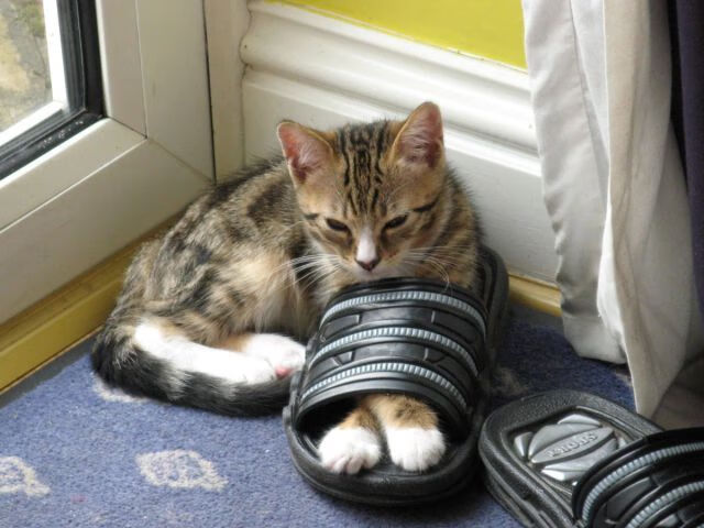 史上最激烈“冠军夜”：燃爆全场的决战盛典，ivl冠军之夜