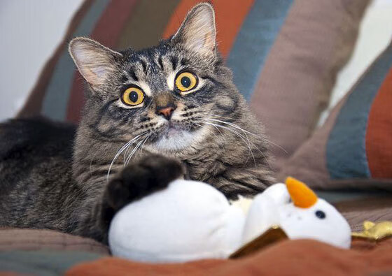 九游9游-多地结合足球推动全民健康，打造体育强国新格局，足球运动在全民健身中的意义