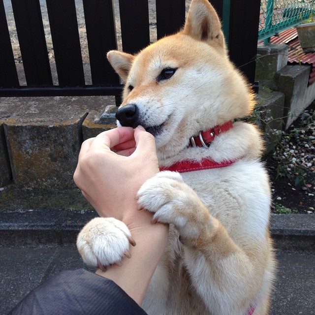 九游网页版官网-广场舞成为中国文化自信的象征，中国的广场舞文化作文