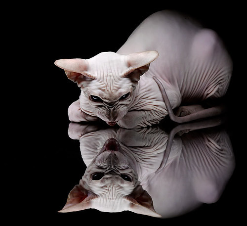 九游网游官网-球场“王者之战”：顶级豪门的巅峰对决，王者之战什么意思