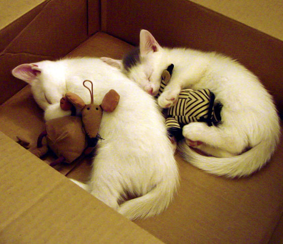 JiuyouAPP下载-青少年足球课程标准化制定，推动行业健康可持续发展，青少年足球教学原则