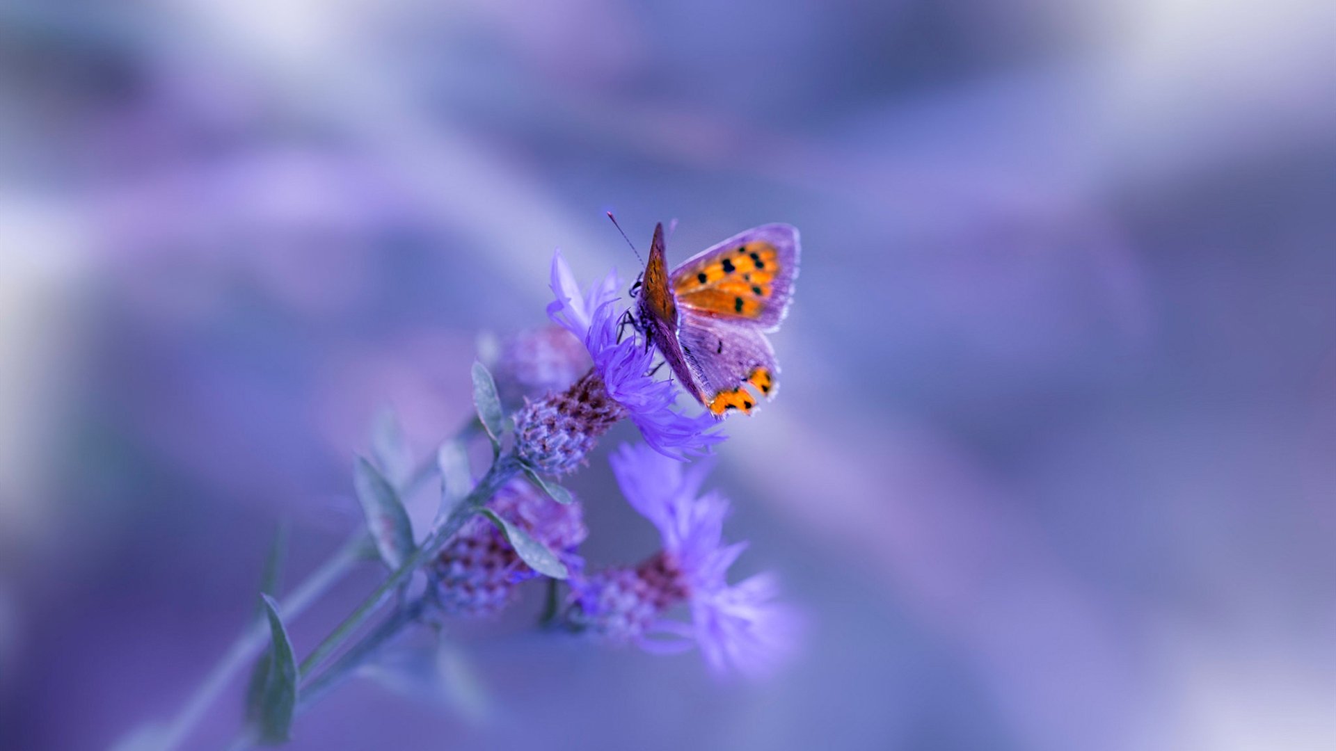 伯恩利防守球员泰科夫奋力封堵射门,难挡对手攻势,伯恩利防守怎么样