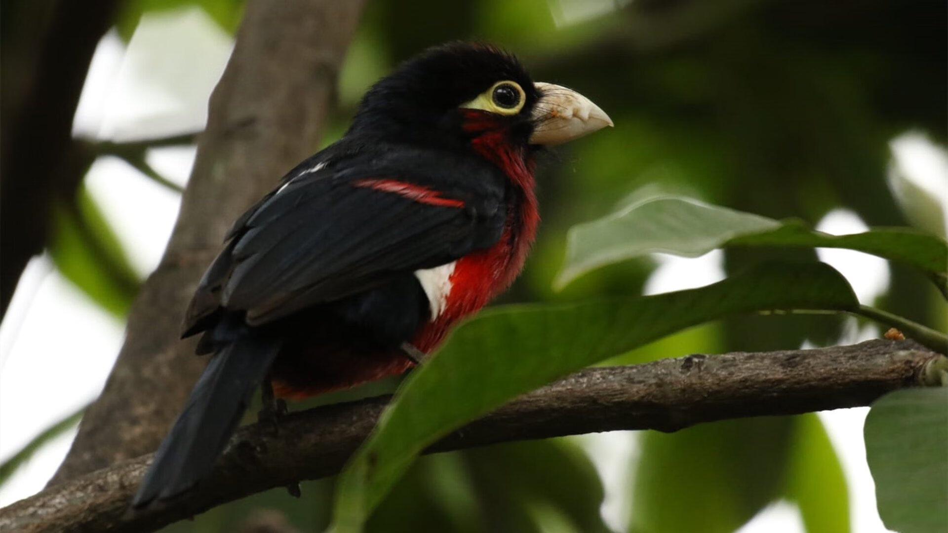 九游娱乐-北京国安球队与国际俱乐部合作，北京国安足球队官网