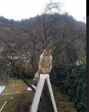女足世界杯精彩进球回顾，女足足球世界杯