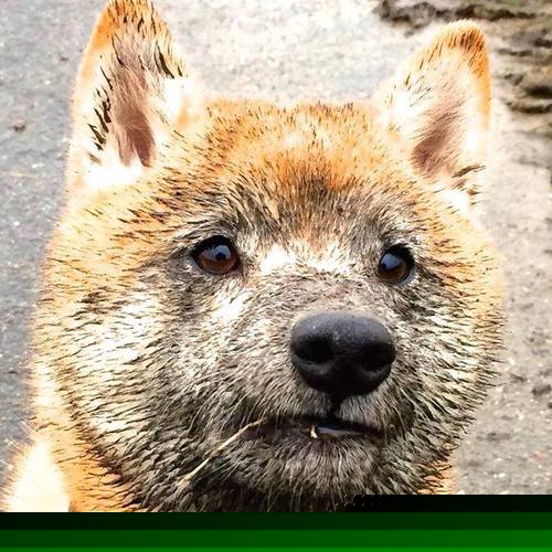 热刺将在主场迎战谢周三,实力对比引人关注,热刺3_1谢菲联