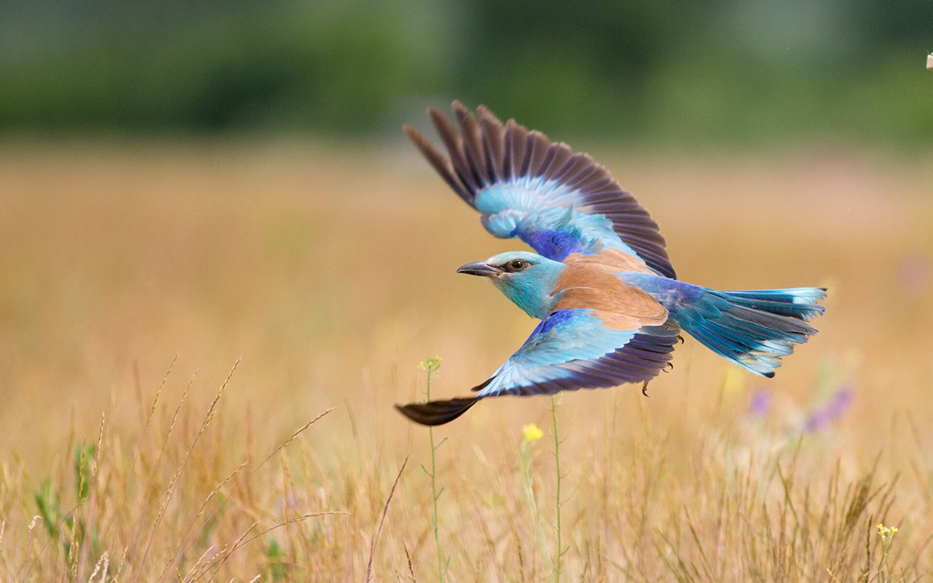 英格兰女足主教练公布新一期国家队名单,英格兰国家女子足球队