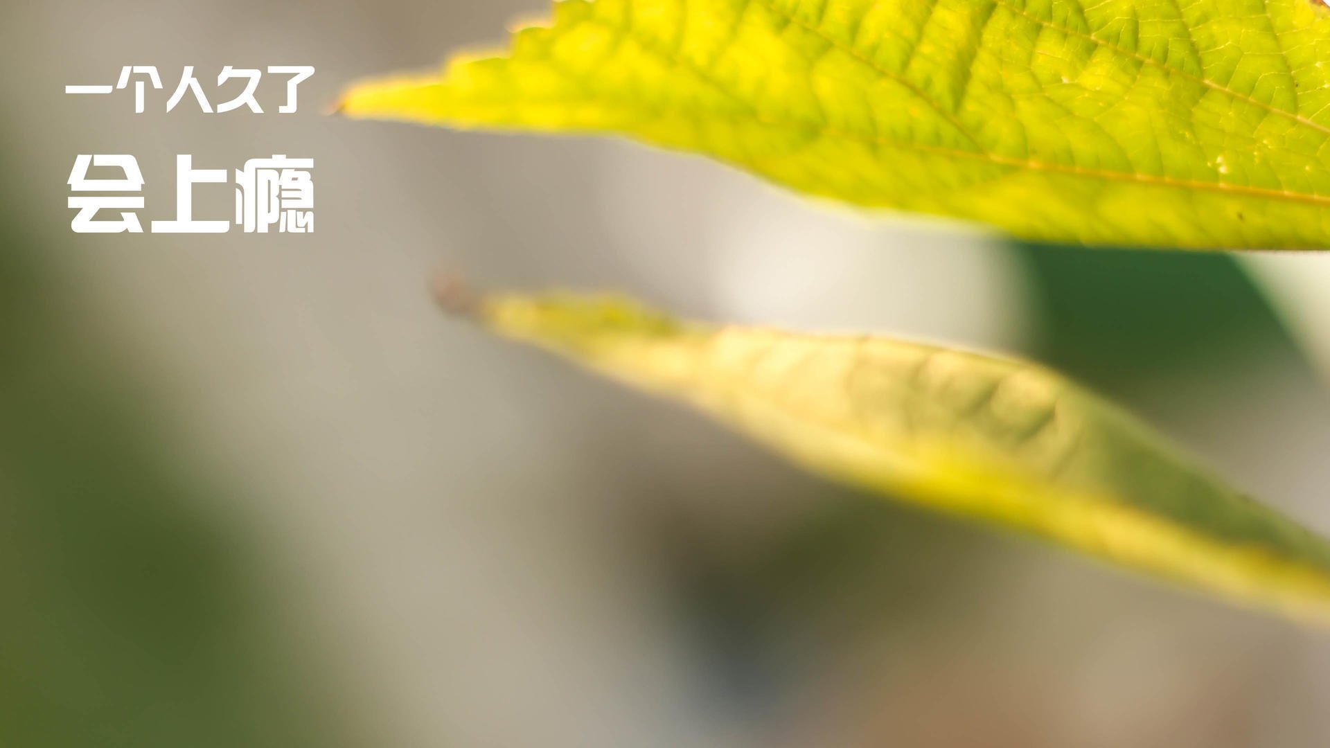 浙江雄狮外援稳定发挥推动球队强势晋级，浙江雄狮香烟价格表