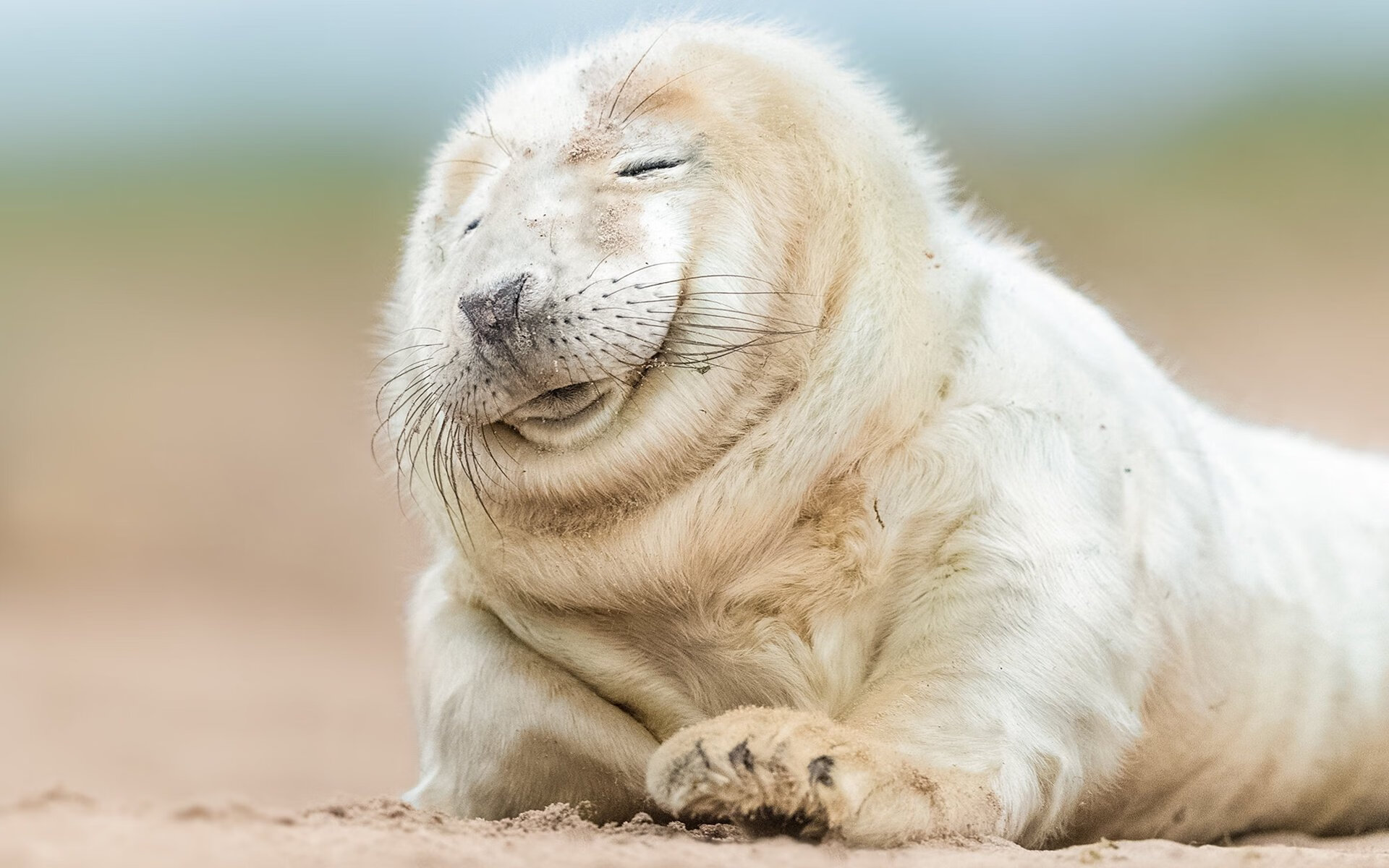 “亚戈·卡尔曼的精彩表现,助阿根廷美洲狮队成为橄榄球新生代的代表”