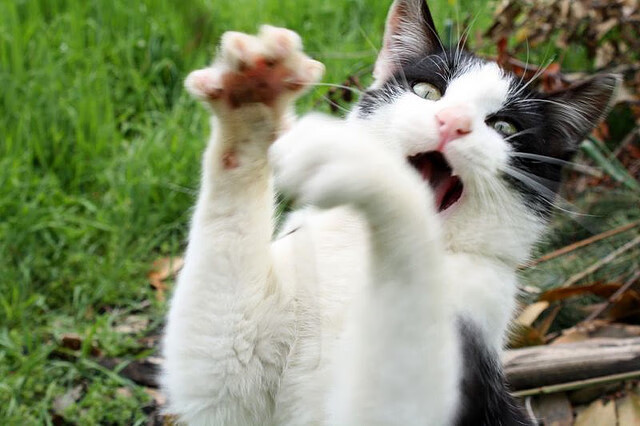 九游网页版官网-“萨尔·巴赫：南非橄榄球未来的希望，冠军梦的追求”