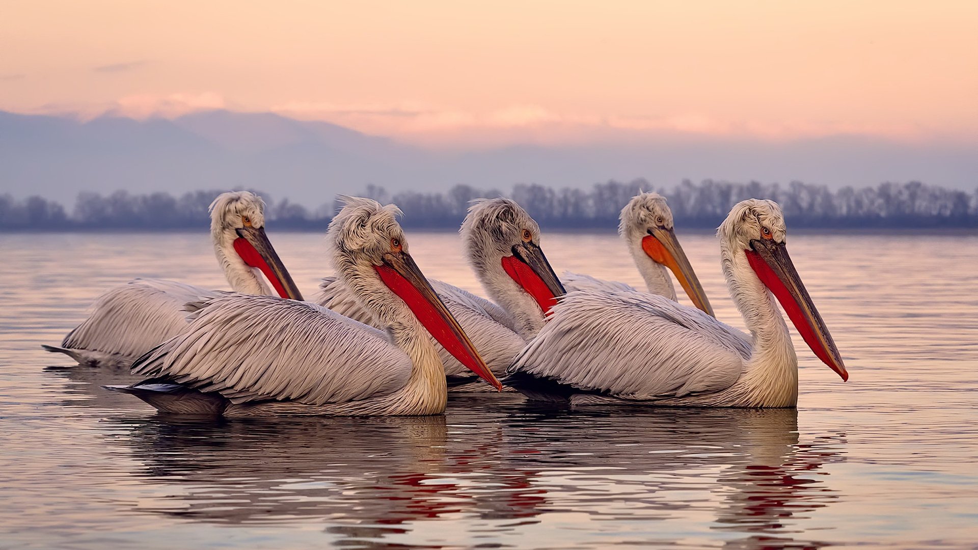 “马丁·高尔西的硬朗防守,推动阿根廷美洲狮队成为冠军有力竞争者”