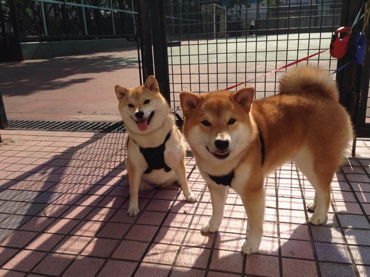 塞尔维亚女篮在欧洲锦标赛中精彩纷呈,力争金银牌,塞尔维亚国家队欧洲杯预选赛