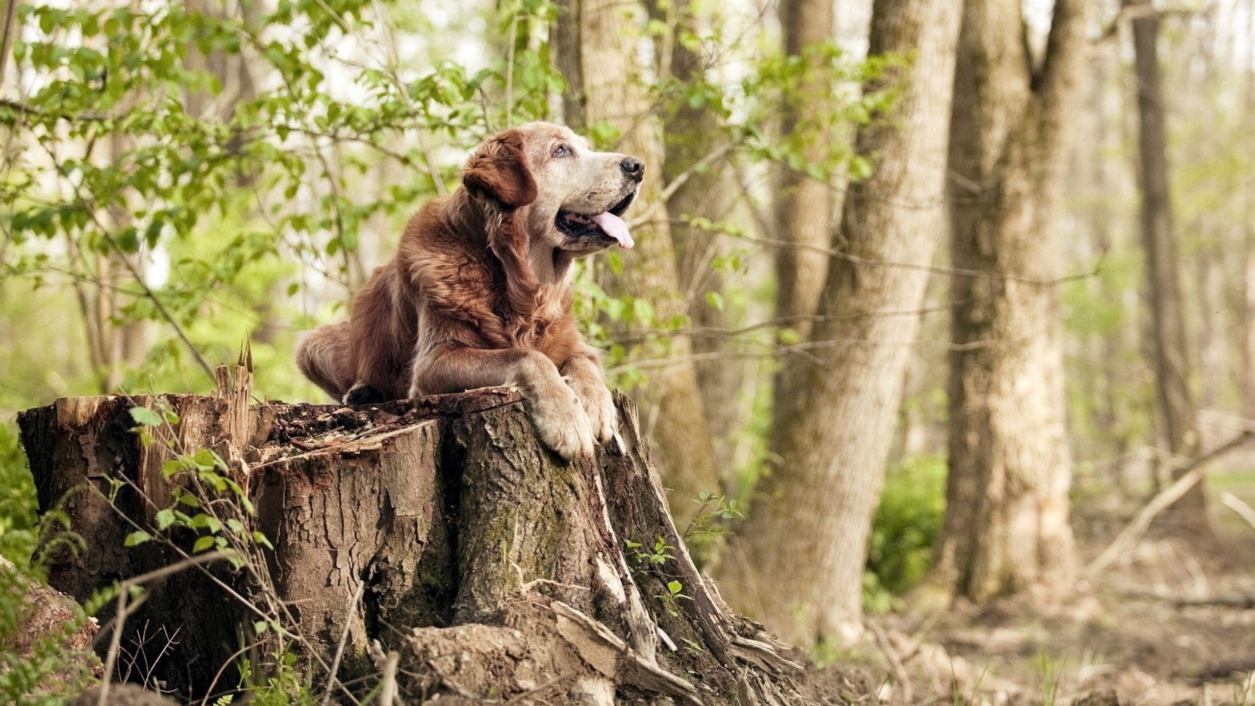 女子排球世界杯赛事进展,女子排球世界联赛