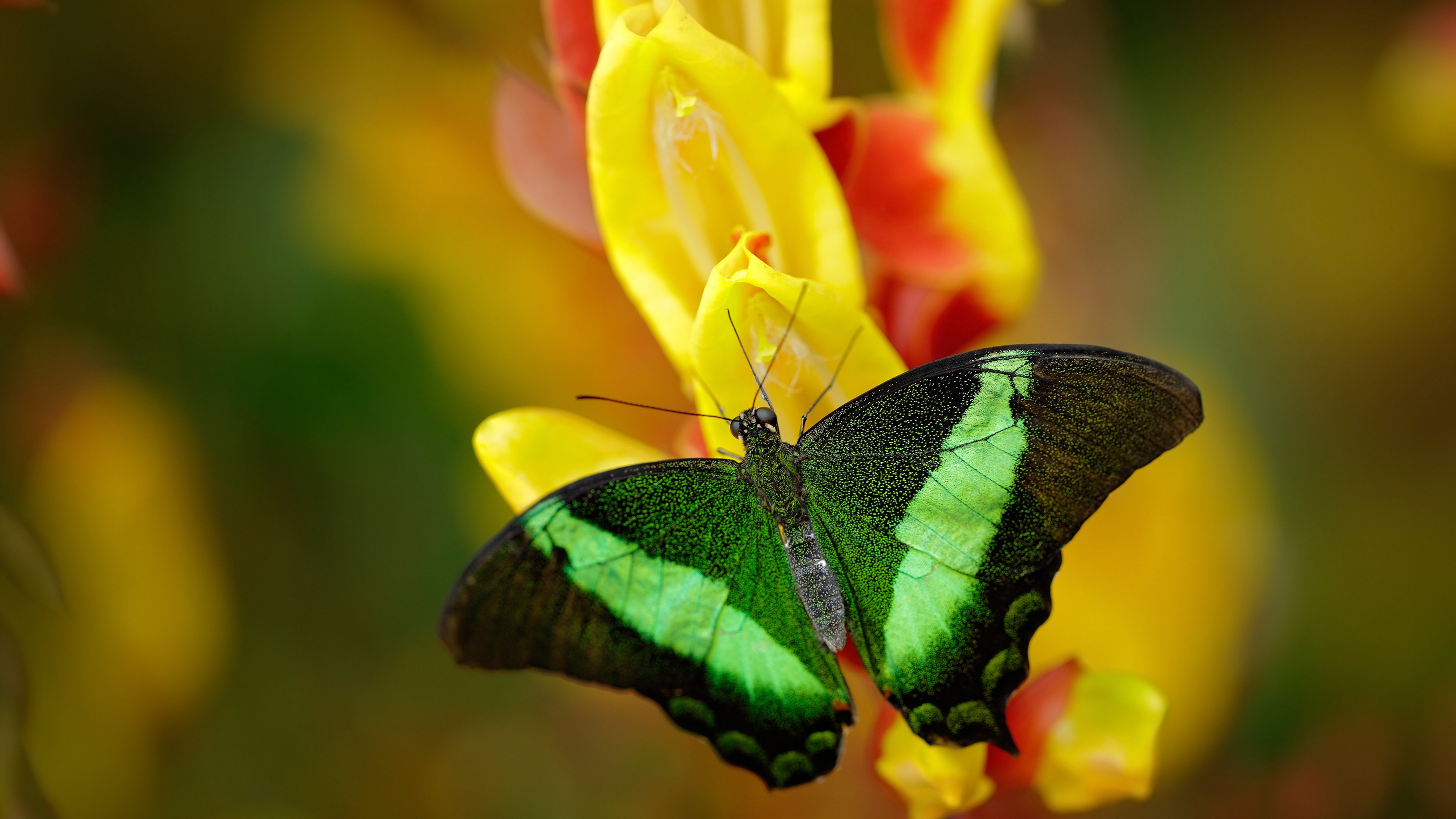 九游下载安装-巴西队在世界杯预选赛中保持领先，形势乐观