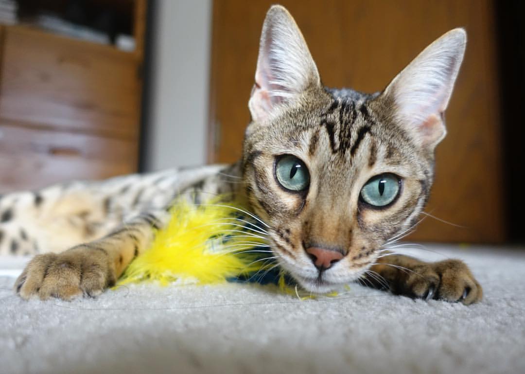 戴维·帕特森：袋鼠队战略核心，主导全场攻防节奏，戴维帕特尔