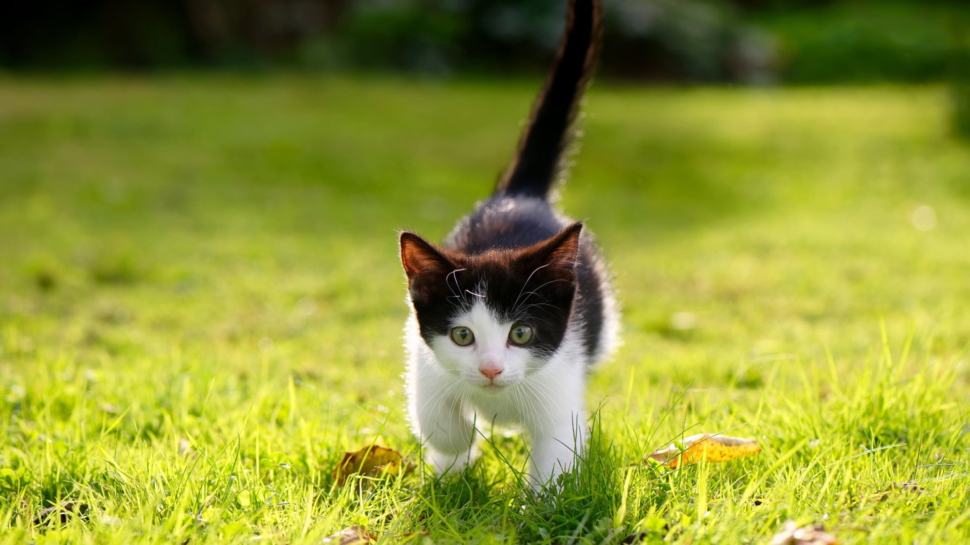 跳水组合展现高默契完成度,跳水组合吵架